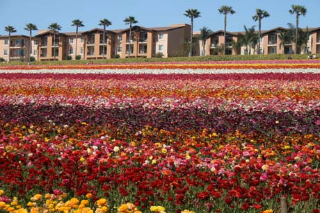 Photo of The Flower Fields at Carlsbad CA