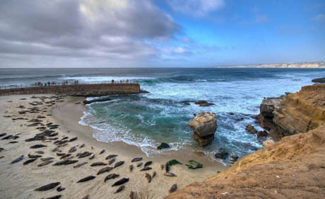 Picture of La Jolla Children's Pool